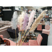 Pampas Decor-5 colours