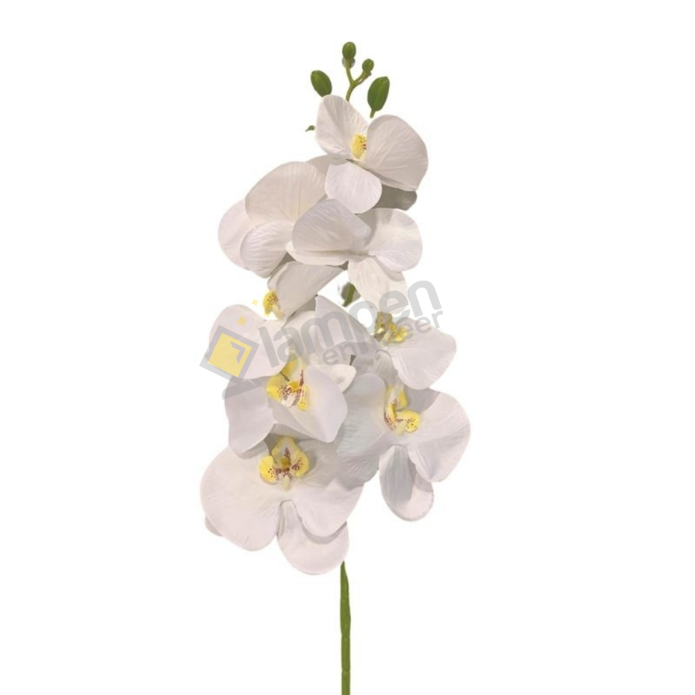 Orchid - branch - white